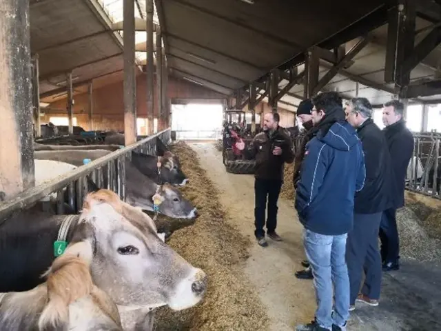 5 Personen inkl. Bürgermeister Welzel, Stall voller braun-grauer Kühe die Silo fressen